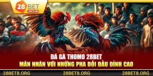 Đá Gà Thomo 28BET - Mãn Nhãn Với Những Pha Đối Đầu Đỉnh Cao