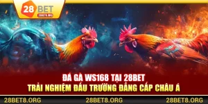 Đá Gà WS168 Tại 28BET – Trải Nghiệm Đấu Trường Đẳng Cấp Châu Á