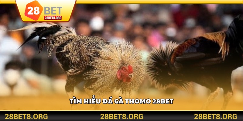 Tìm hiểu đá gà Thomo 28BET