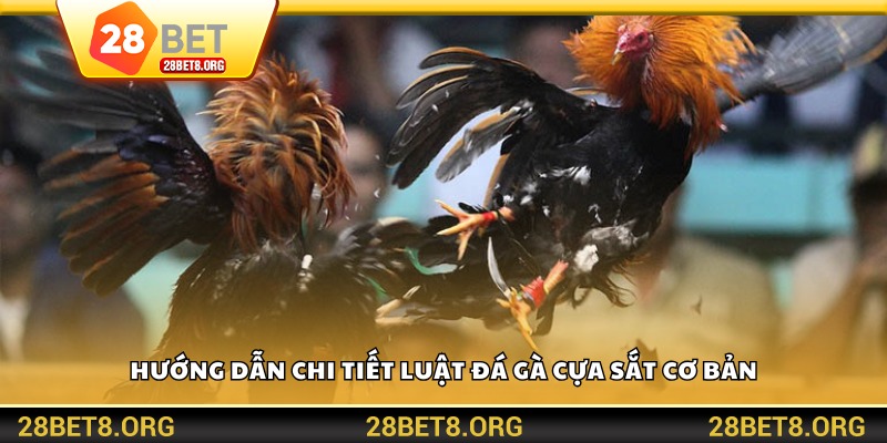 Hướng dẫn chi tiết luật đá gà cựa sắt cơ bản