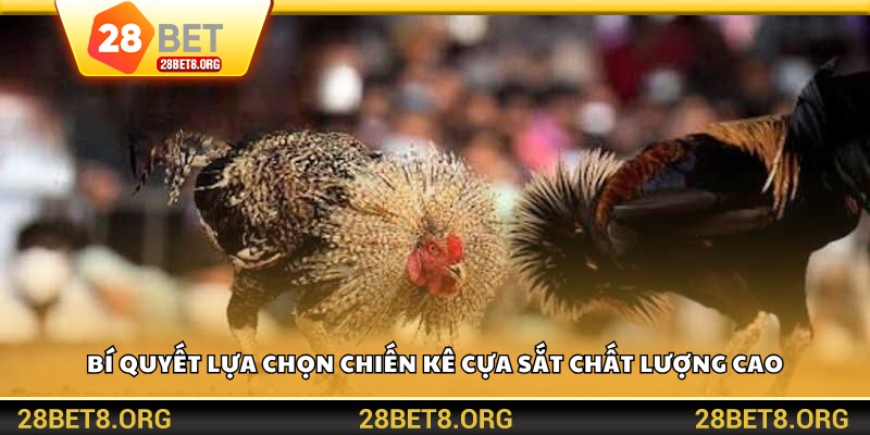 Bí quyết lựa chọn chiến kê cựa sắt chất lượng cao